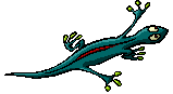 salamandra